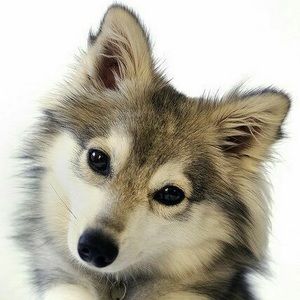 Meet your Posher, Daniela